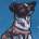 walkinthedog's Avatar