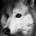 Chiwi's Avatar